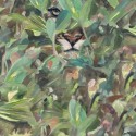 Naturae 9500010 Papel Pintado Coordonné