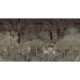 Mural Muance Collection 3 Amber Little Victoria MU13023