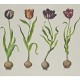 Scholar Tulips Andrew Martin Mural