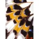 Mural decorativo Casadeco Nicaragua Mariposa NICA87313418