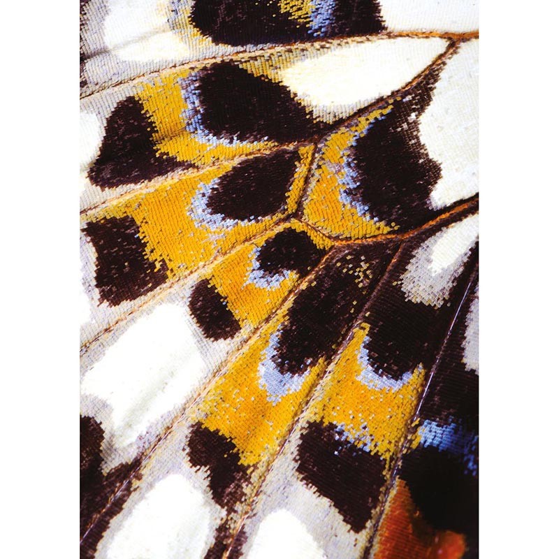 Mural decorativo Casadeco Nicaragua Mariposa NICA87313418