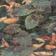 Papel pintado Saint Honoré Travel Walls Koi 186-2279