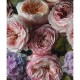 Mural pdwall Nature Wallpaper Rosas 01A52101