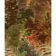 Mural pdwall Nature Wallpaper Bosque 01A51802