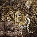 Dolce & Gabbana nº 1 TCW009 TCAI5 UL040  Mural digital