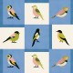 Papel pintado Coordonné Coco Dávez Colortherapills Like a Bird Blue C00137_N