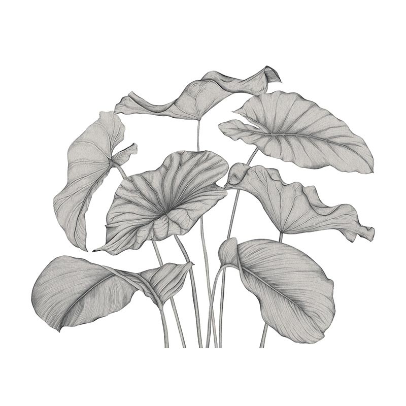 Mural Casadeco Alocasia WonderWalls 3 WDWT202229340V