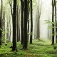 Mural Coordonné Random Papers Wood Summer Path 6500208N A