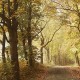 Mural Coordonné Random Papers Woods October Path 6500207N A