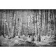 Mural Coordonné Random Papers Broken Forest 6500201N