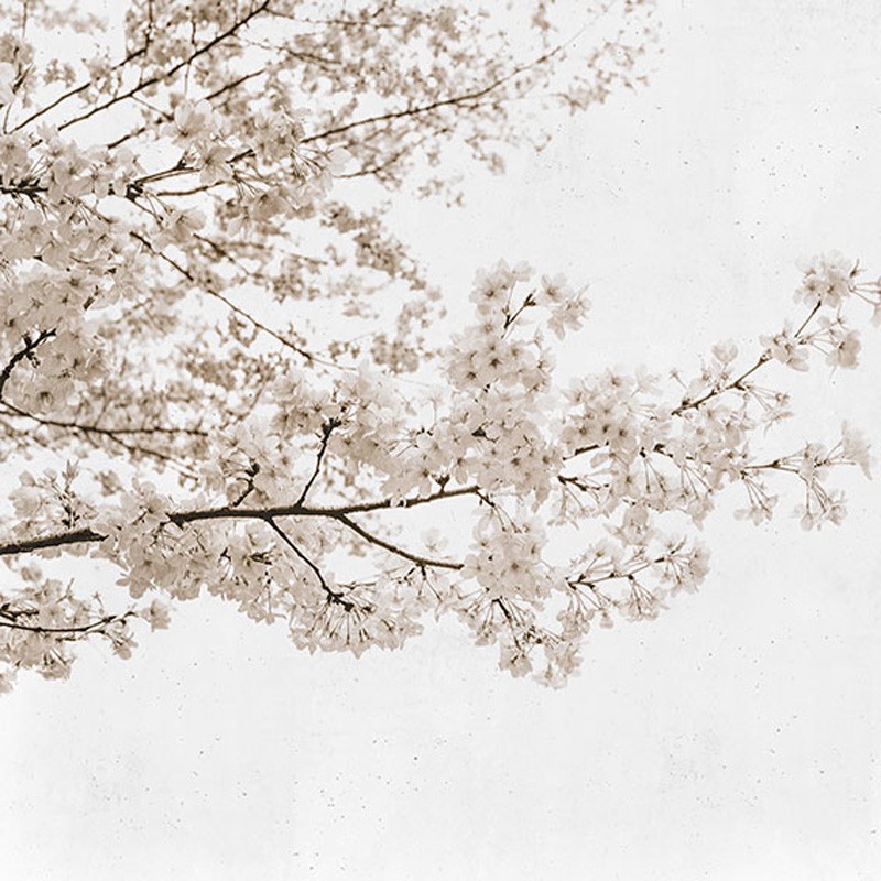 Mural Coordonné Random Papers Blossom Almond Tree 6500305N A