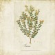 Mural Coordonné Random Papers Botanical Drawing 6500503N