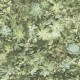 Papel pintado Saint Honore Evergreen 1570-7320